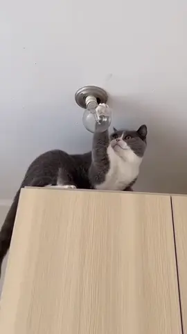 Curious cats, hilarious chaos! 😂🐱 #CuriousCats #FunnyCats #CatFails #PetHumor #CatComedy 