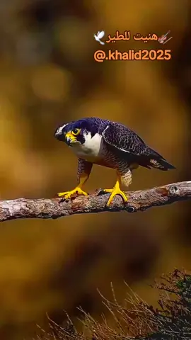 هنيت للطير #اكسبلور#FORYOU #foryou #FOR #viral 