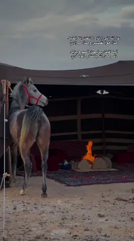 هــداج ، ماشاء الله تبارك الله 🩶 #حصان_عربي_اصيل  #الخيل_العربية_الاصيلة  #اكسبلور 