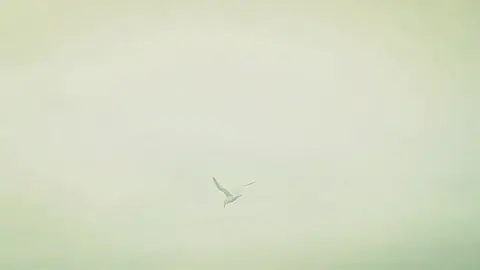 #سايكس #sayax  #ليبيا #foryou #fyp 