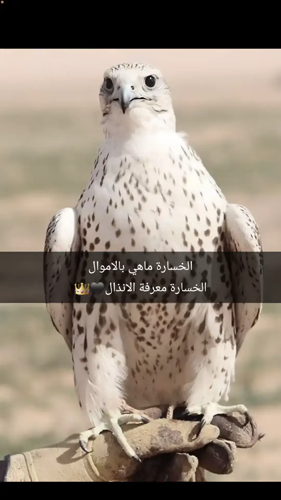 الخسارة#البوكمال #اكسبلور 