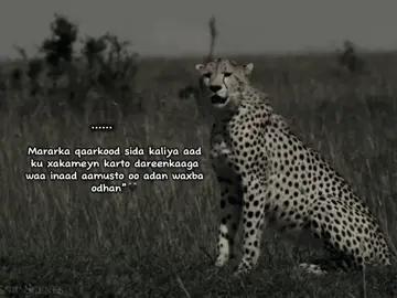 Frr❤️‍🩹#saaidmoha1 #fyp #viewsproblem #viralvideo 