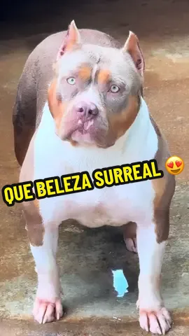 #brazilianbull #femea 