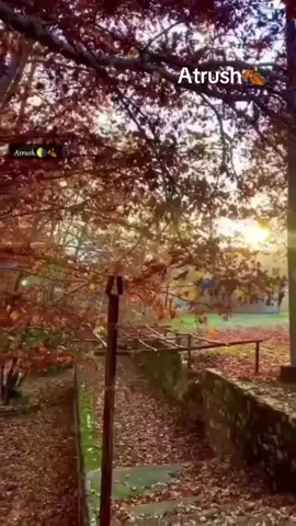 Atrush🍂
