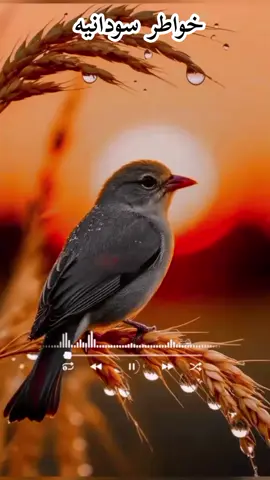 #خواطر_للعقول_الراقية #خواطر_من_القلب #السودان_مشاهير_تيك_توك #جوخو،الشغل،دا،يا،عالم،➕_❤_📝إكسبلورر 