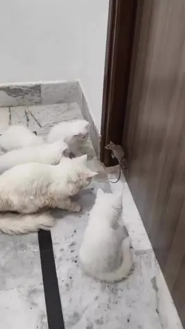 #funnyvideos😂 #cutecat #funnyvideos😂 #funnyprankvideos #pleaseunderreviewmyvideo 