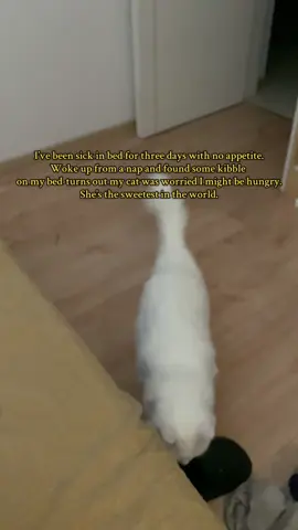 #cats #catlover #cutecat #catsoftiktok ’ve been sick in bed for three days with no appetite. Woke up from a nap and found some kibble  on my bed-turns out my cat was worried I might be hungry. She’s the sweetest in the world