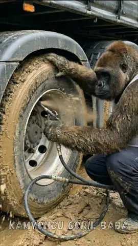 Ekmek davası kolay değil… Helal olsun goril baba !#gorilbaba #çaykara #trabzon #karadeniz #çayyolu