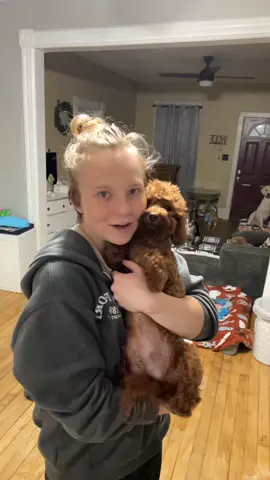 #fyp #toypoodle #puppies #michigan 