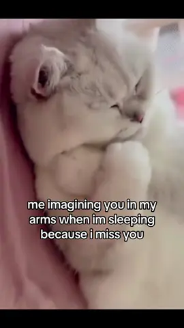 #cat #catsoftiktok #couple #girlfriend #boyfriend #imissyou #imissher #ilovemygf #fyp 