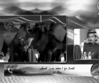 #بني_واهب_مضيم #شهران #محمد_حسن_الصقور_الكودي #explore #ملكات_الشلف 