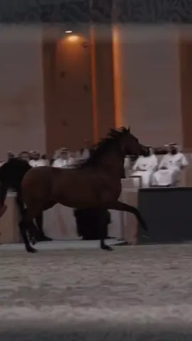 #horses #خيل #خيل_وخياله🐎 #explore #fyp 