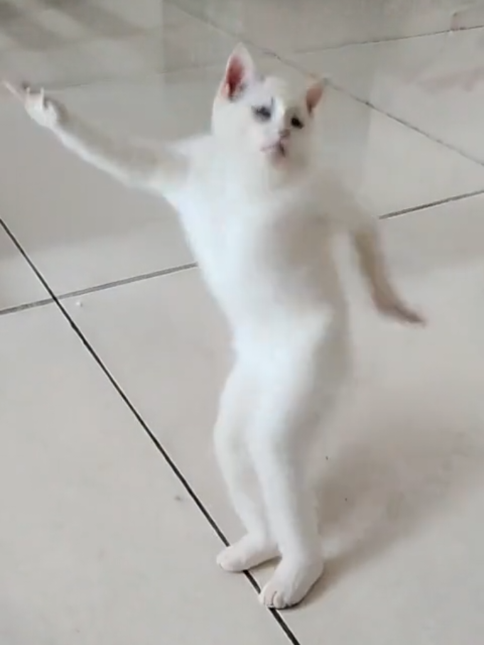 Khao Manee white Cat Jolly Performance 