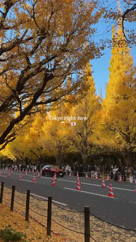 Ginkgo is season in Tokyo #traveljapan #visitjapan #ginkgo #autumnleaves #tokyo 