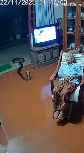 ยายนอนหลับอยู่เก้าอี้ตกใจงูเลื้อยเข้าบ้าน #ยาย #งู #ตลกๆ #ขำๆ #foryou 