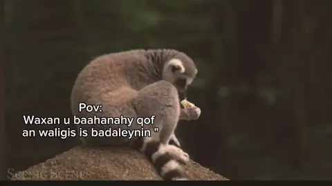 ❤️‍🩹 #J͜͡a͜͡a͜͡b͜͡i͜͡r͜͡o͜͡w͜͡☠️🦧 #viewslaaan🥺💔😭 