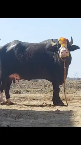 #القيادي #جاموسه_راحت_تئابل_جاموسه #الشعب_الصيني_ماله_حل😂😂 #جاموسه_راحت_تئابل_جاموسه #الشعب_الصيني_ماله_حل😂😂 