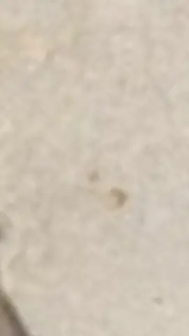 سليمان الڨالمي والشيخ بوطهرة لاندياني