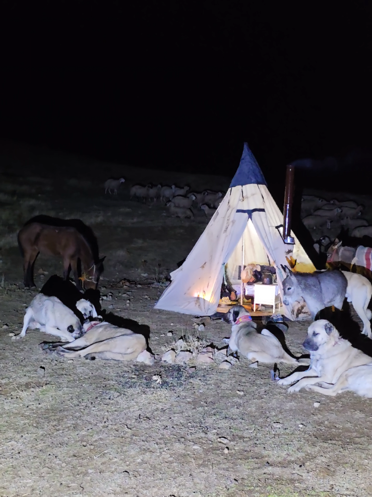 تخييم راعي غنم بالجبال#الذئاب_وحياةالجبال #راعي #كلاب 