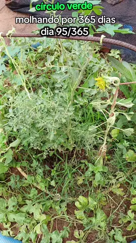 mais um dia , pessoal ajuda aí com comentários e compartilhamento. #agua #floresta #natureza #jardim #chuva 