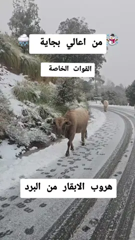 #creatorsearchinsights من اعالي جبال بجاية سقوط الثلوج مما أدى إلى هروب الابقار#fyr #القوات_الخاصة #الثلج #meghwar 