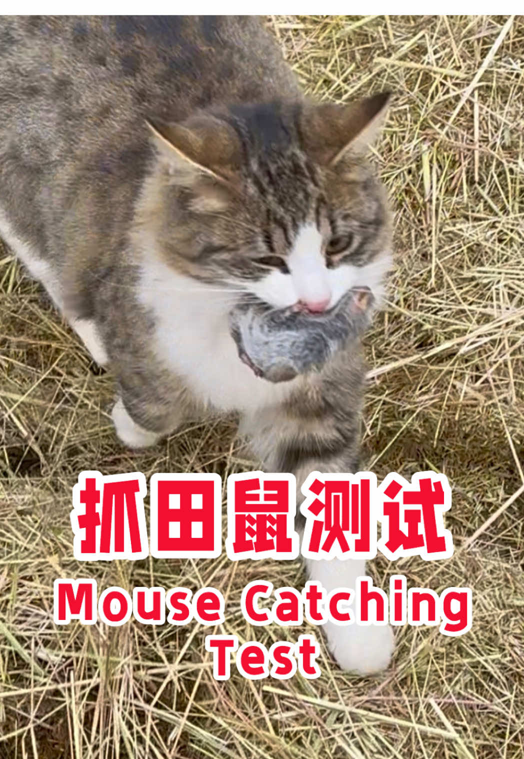 这两只农场猫（Shadow 和 Charlotte）还是新手，所以我今天早上给了它们一个轻松的机会去捕捉一只肥田鼠。  These farm cats (Shadow and Charlotte) are still new at their jobs, so I gave them an easy opportunity this morning to catch a fat vole. #大胡子牛仔 #farmlife #farmcat #猫咪 #RideHYER 