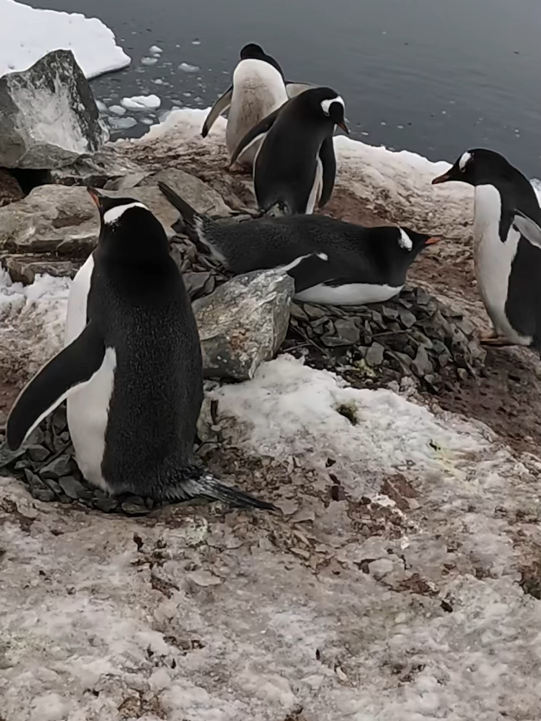 In Antarctica, loyalty lasts… until your neighbor starts a stone heist. 🐧💎 While two penguins are totally distracted, the sneakiest bird in the colony steals rocks straight from their nest — one by one. A silent thief. A cold-blooded mastermind. A drama no nature documentary could prepare you for. And trust me…  you’ll want to see how this ends. #penguins #antarctica #penguindrama #animalheist #wildlife #funnyanimals #naturetok #fyp #foryou #viralvideo #penguinlife #drama