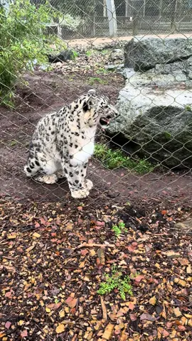 If dangerous, why meow? @zseabanhamzoo #snowleopard #bigcat 