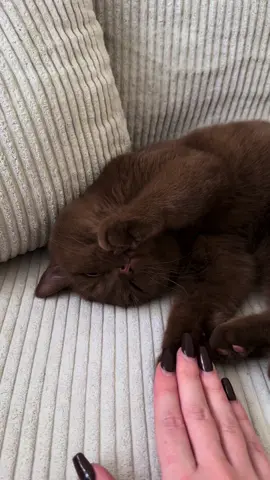 My sleepy baby 🐻🤎#aspen #britishshorthair #cattok 