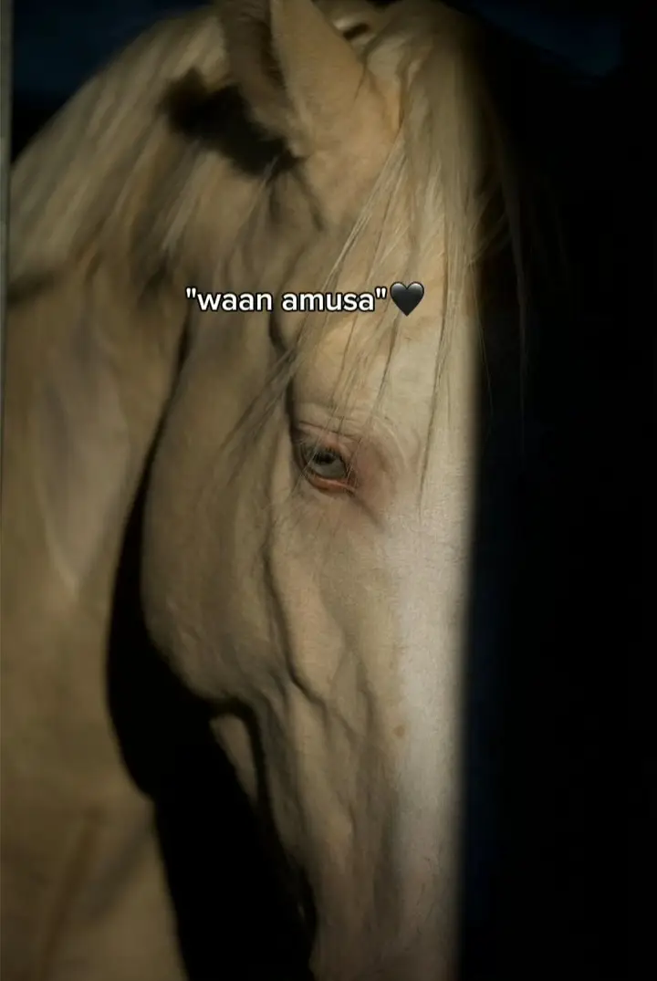 #zakiya #loyalgirl #viraltiktok #viewsproblem #somalitiktok 