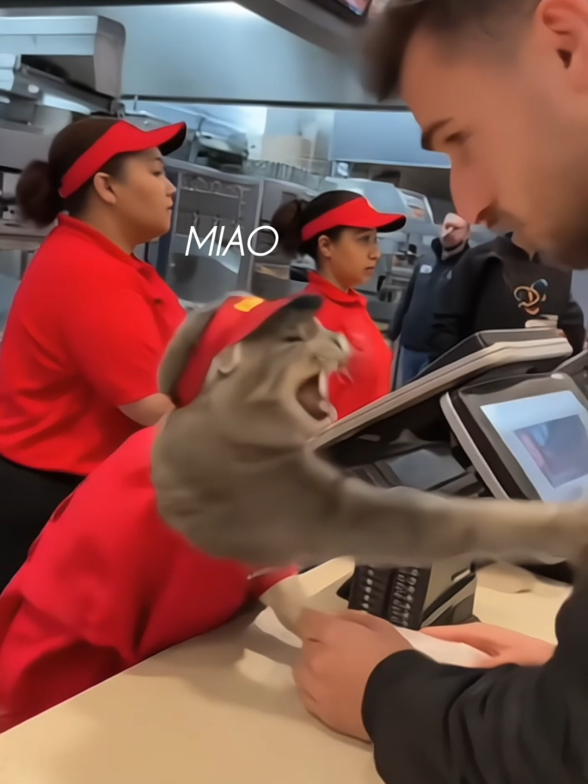 Elle n'en peut plus 😂🐾 #tiktokfrance  #pourtoi  #pourtoipage  #fypfr  #français  #paris  #humourfrançais  #drôle  #chat  #memechat  #miaou  #restaurantfrançais 