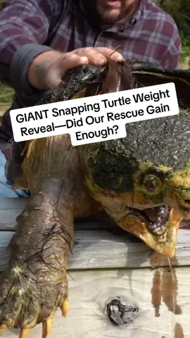 We Brought Our Giant Alligator Snapping Turtle Back to the Vet… Did He Gain Enough Weight to Survive? #animalrescue #gardenstatetortoise #snappingturtle #fyp 
