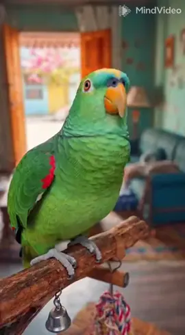 #papagaio #papagaiofalando #papagaiobrabo #igor 
