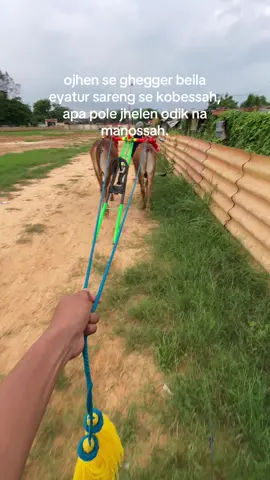 #kerapansapi #fyp #labalabanyasar 