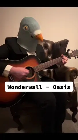 Coocoocooo (Wonderwall by @Oasis) Today I am that one pigeon who annoys the rest of the flock by grabbing my acoustic guitar and playing this song 🩶🐦 #pigeon #pigeons #foryoupage #coversong #guitar #guitartok #foru #foryou #foryoupage #foryoupage❤️❤️ #fyp #bekindtoanimals #bekind #guitar #guitarist #musica #music #guitarista #musik #wholesome #birdlover #comedymusic #musiccomedy #comedy #guitartok #sadsong #guitaristoftiktok #coversong #songbirdocarina #paloma #cantante #canciones #cancion #guitarra