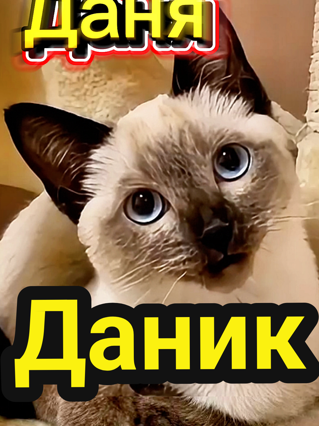 #CapCut #стихиоткотов #котытролли #озвучкаогоньваще 