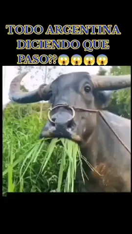 #ROSARIO CENTRAL CAMPEÓN #viraaaaaaaaaal #viral #parati #argentina🇦🇷 