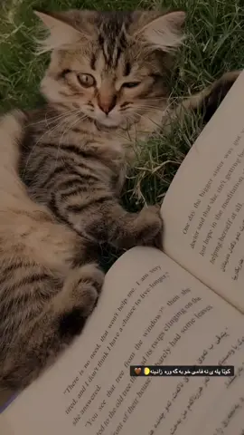 #duhok #kurdistan #foryou #اكسبلور #fybシ #cat #books 