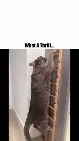 What A Thrill... #metalgearsolid #memes #meme #gaming #shorts 