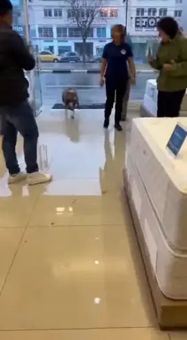 O cachorro SUJOU tudo! 🤮 #sora2 #ia #tiktok #fyp #viral 