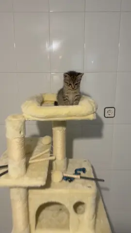 A alguien más le pasa ?! 😂 #michi #animales #parati #cat #gato 