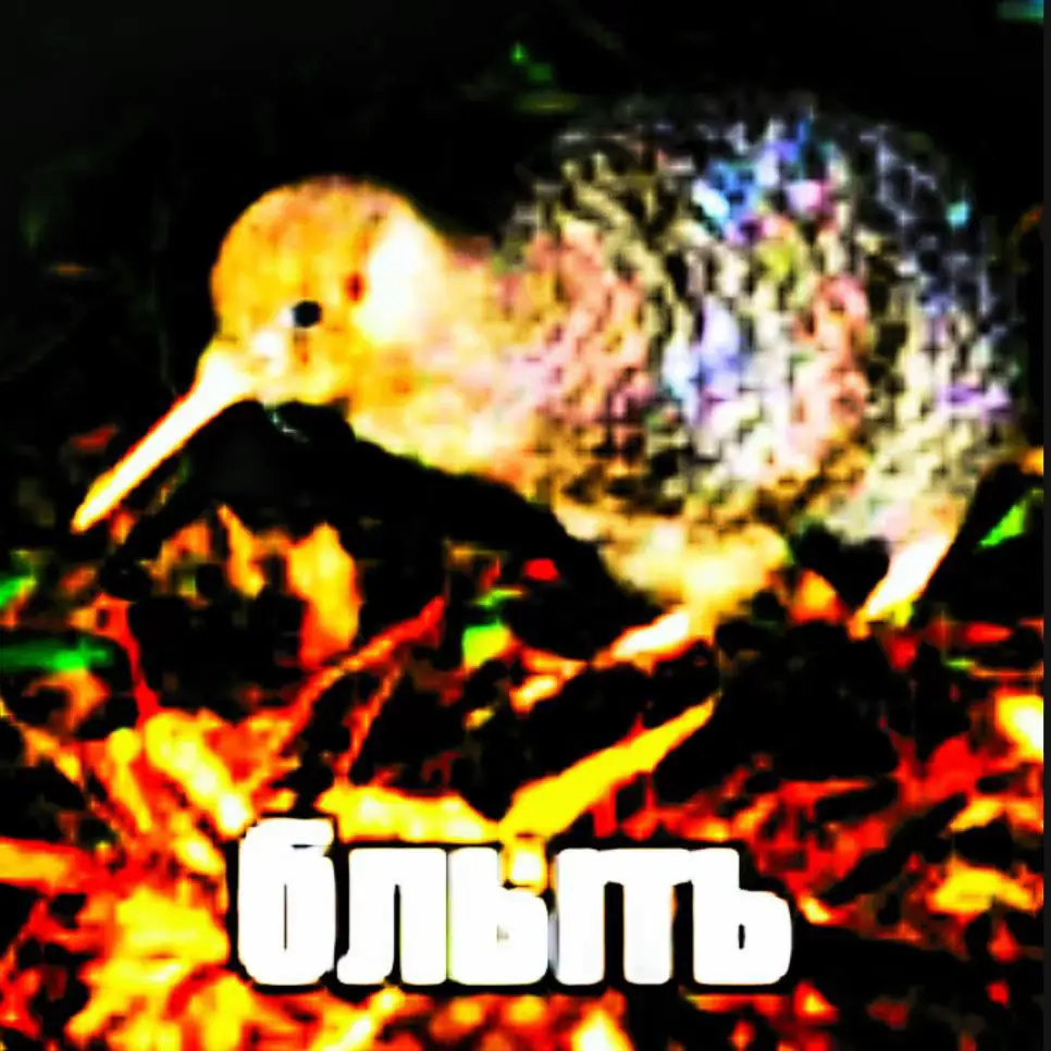 @ПРАВИТЕЛЬ КИВИЛЯНДИИ 🥝🐦❤️ #киви #птицакиви #птичкакиви  Птица киви — это действительно уникальное и интересное создание. Давайте разберем ее подробно: Кто такая птица киви? Киви — это нелетающая птица, эндемик Новой Зеландии. Это означает, что она обитает только там и нигде больше в дикой природе. Киви — символ этой страны, и их часто ассоциируют с новозеландской культурой. Внешний вид: *   Размер: Киви относительно небольшие птицы, размером примерно с домашнюю курицу. *   Оперение: Их оперение очень необычное — оно напоминает шерсть или мех, мягкое и пушистое, без жестких перьев, характерных для большинства птиц. Окраска обычно от коричневого до серого цвета, что помогает им маскироваться. *   Крылья: Крылья у киви очень маленькие и практически незаметны под оперением. Они не используются для полета. *   Клюв: Самая заметная особенность — это длинный, тонкий клюв с ноздрями на самом кончике. Это очень редкое явление среди птиц, и оно связано с их способом поиска пищи. *   Ноги: У них крепкие ноги, хорошо приспособленные для рытья и передвижения по земле. *   Зрение: Глаза у киви маленькие, и зрение у них слабое. Они полагаются больше на обоняние и слух. Образ жизни и поведение: *   Ночной образ жизни: Киви — ночные животные. Они активны преимущественно ночью, а днем прячутся в своих норах. *   Питание: Их диета состоит из насекомых, червей, мелких беспозвоночных, а также упавших фруктов и ягод. Длинным клювом с ноздрями на конце они 