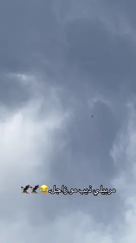 هاذ الزاجل الصدك#زواجل #طيور #اكسبلور #محمد_الراوي #جنايه_حمام @محمد الراوي الراوي 