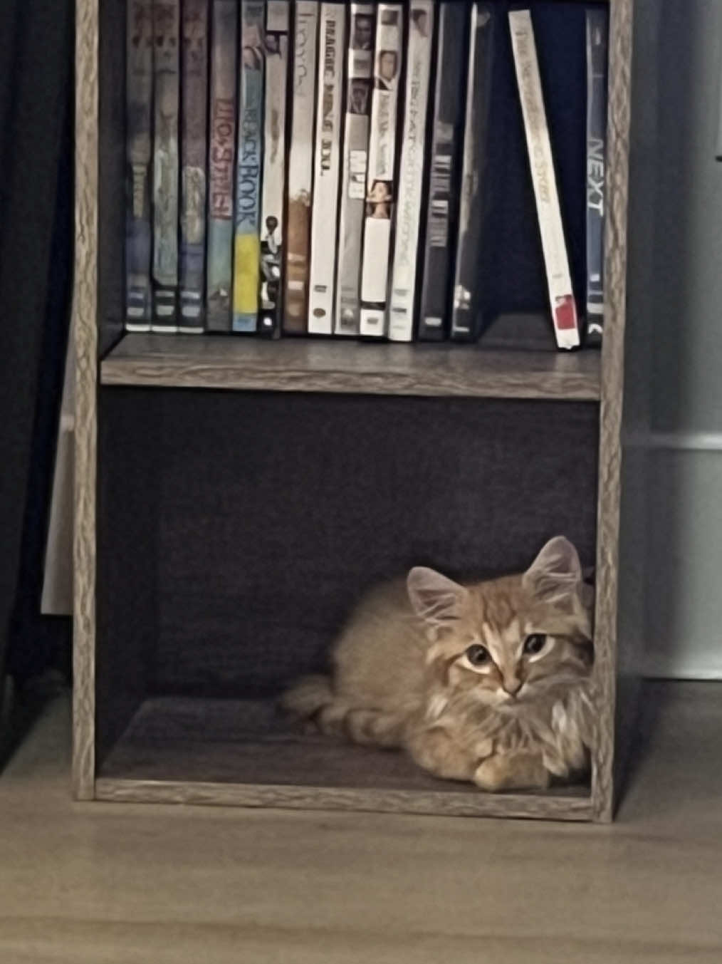 When the kitten zoomies hit #rescuekitten #dumpsterkitty #dumpsterkitten #orangecatsoftiktok #kittensoftiktok 