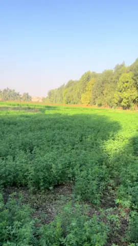 #الصعيد #اسيوطي___ياخااال💪💪 #اسيوط_سوهاج_قنا_الاقصر_اسوان_المنيا #اسيوط_سوهاج_قنا_الاقصر_اسوان_المنيا👳👳 #مالي_خلق_احط_هاشتاقات 