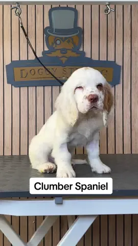 Doggy Daily Episode 560: Winston the Clumber Spaniel 🐾  • • • • • • #clumberspaniel #clumberspanielpuppy #doggrooming 