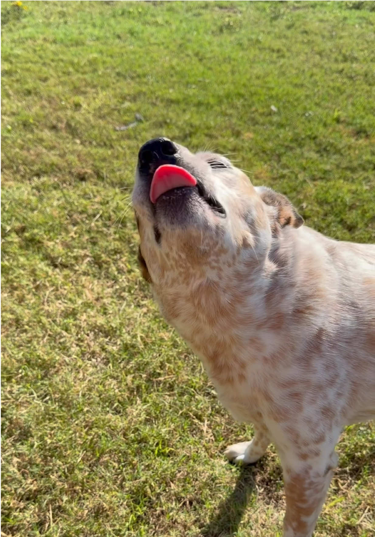 Time for an afternoon snack! 🥰 #dogsoftiktok #dogoftheday #lovedogs #cattledog #heeler 