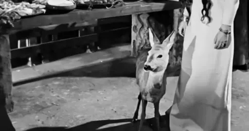 Oboli nebiera🦌#didostatismarjvena #fyp 