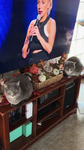 Ignore the commedy show my moms watching on the TV #cat #domesticshorthair #pet #tabbycat #fyp 