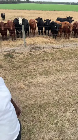 Call me a wizard 🧙 #viral #comedian #foryoupage #fyp 